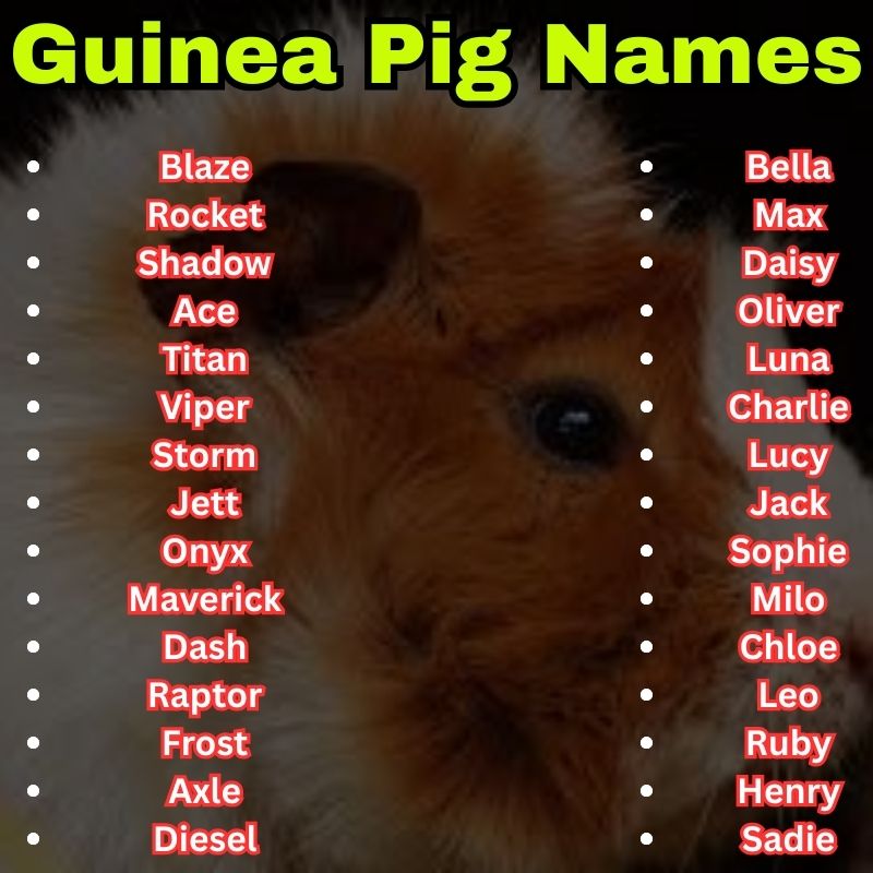 Popular Guinea Pig Names