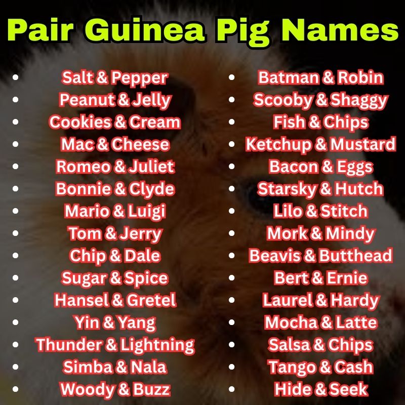 Pair Guinea Pig Names