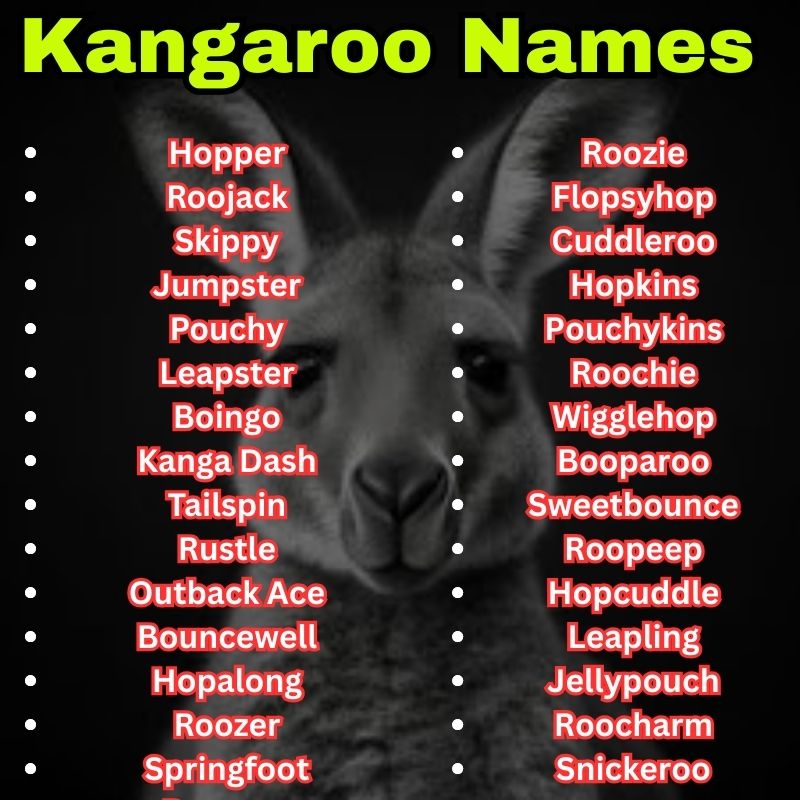 Best and cute Kangaroo Names