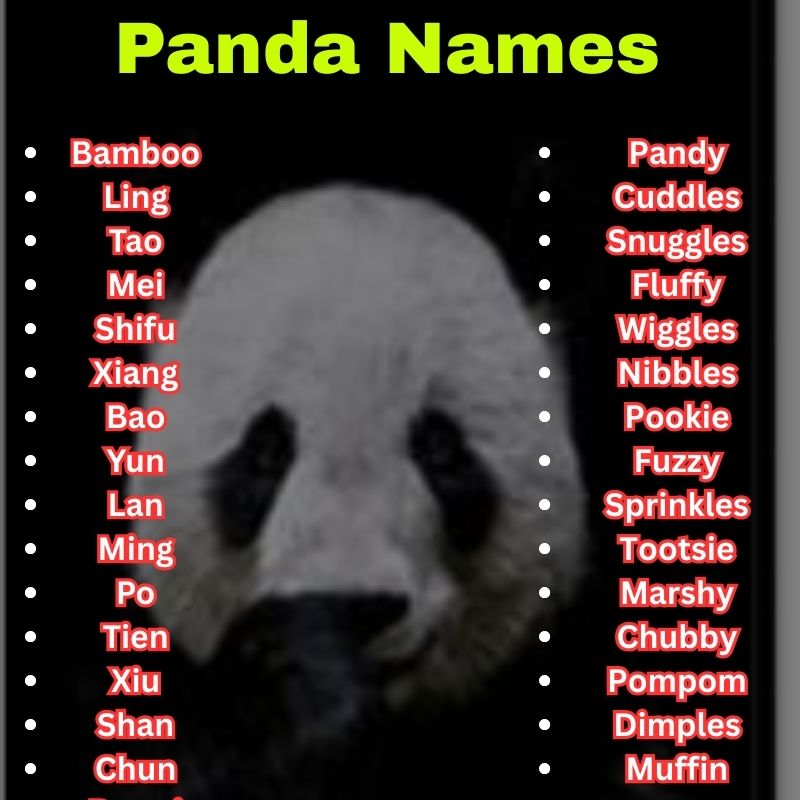 Cute and best Panda Names