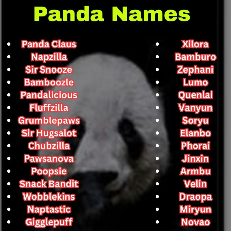 Funny and unique Panda Names