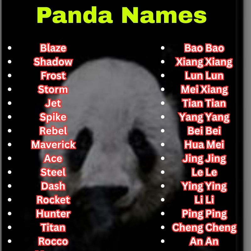 Popular and cool Panda Names