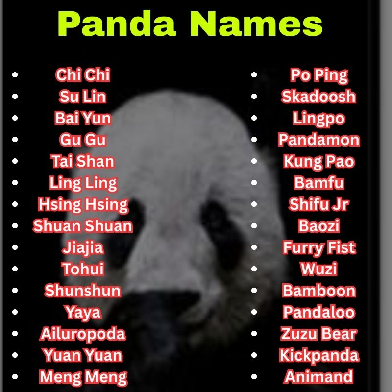 Cartoon and Famous Panda Names