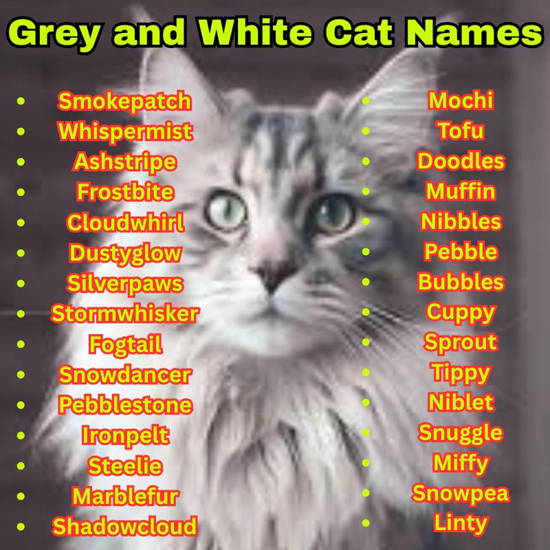 Cute Grey and White Cat Names
