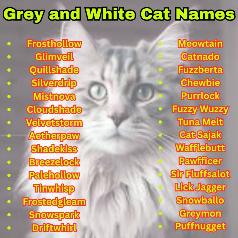 Funny Grey and White Cat Names