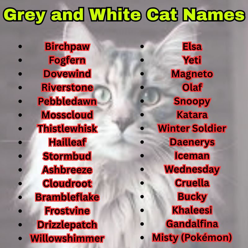 Pop Culture Grey and White Cat Names