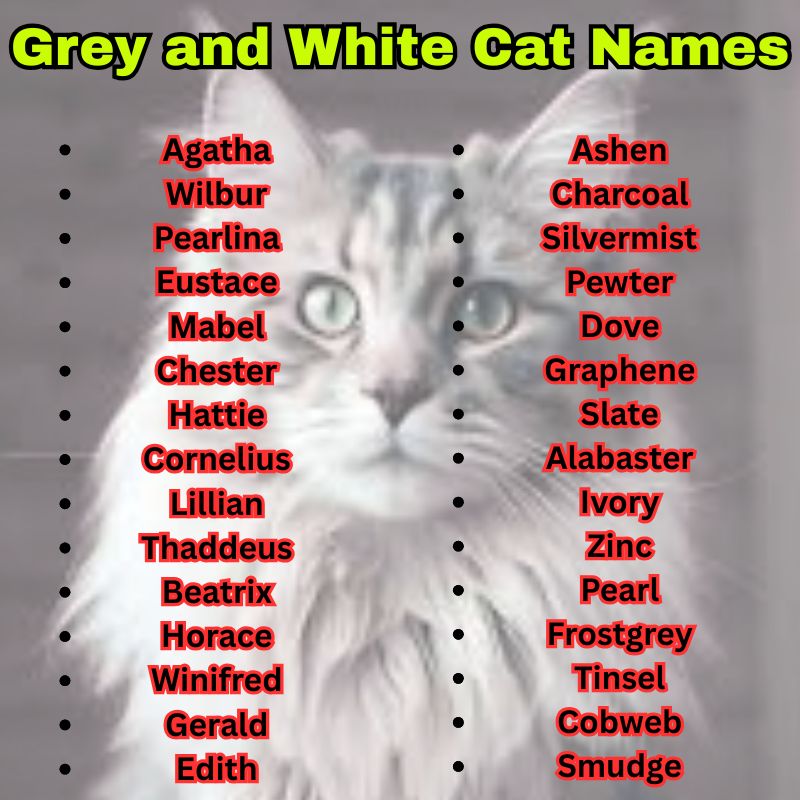 Vintage Grey and White Cat Names