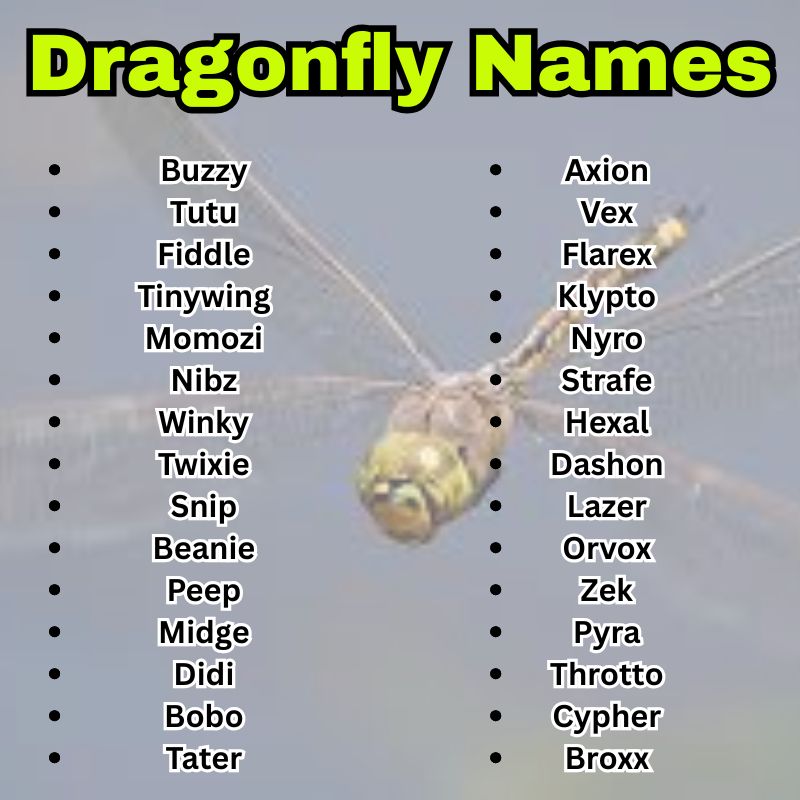 Dragonfly Names