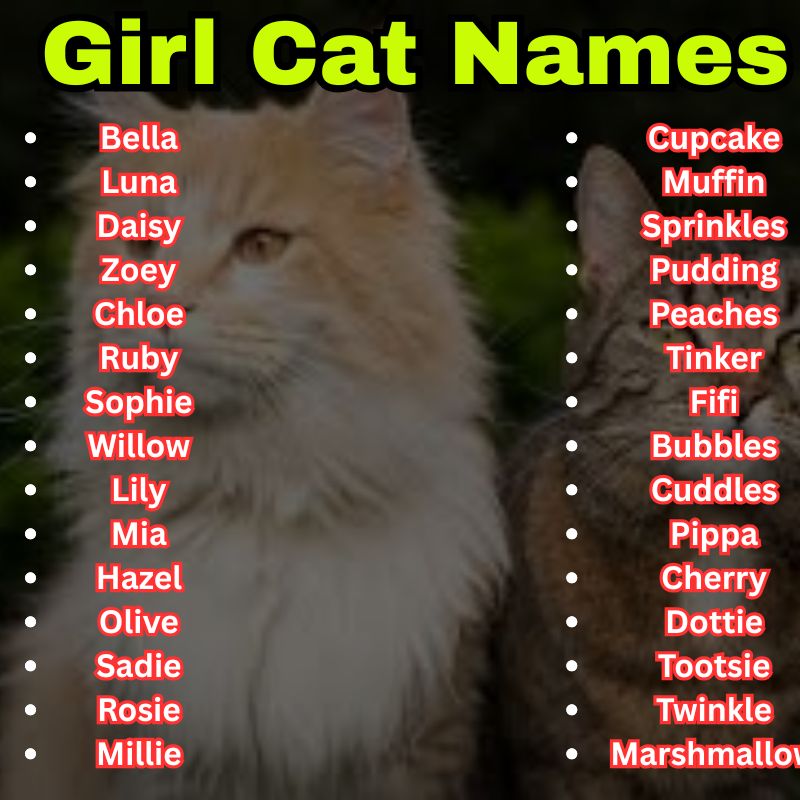 Cute Girl Cat Names