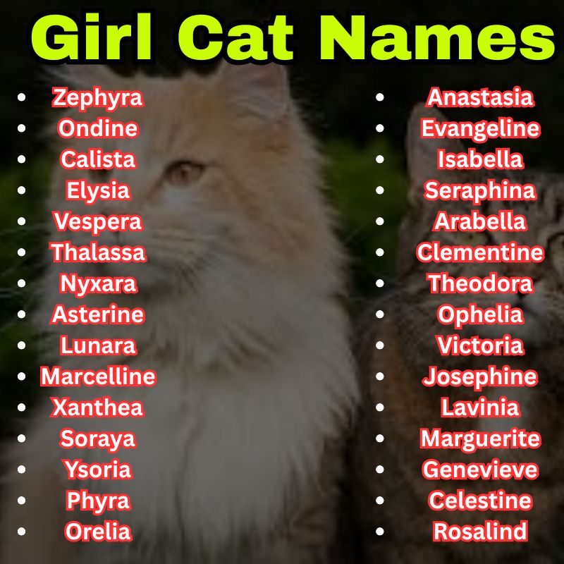 Elegant Girl Cat Names