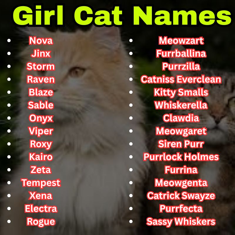 Funny Girl Cat Names