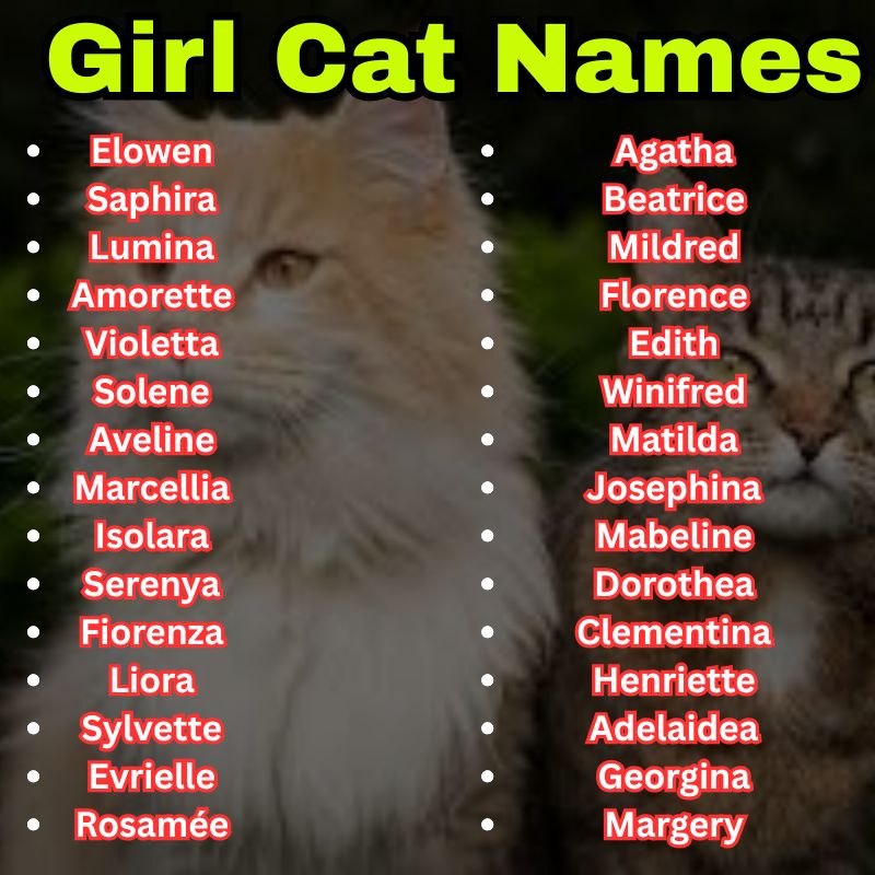 Aesthetic Girl Cat Names