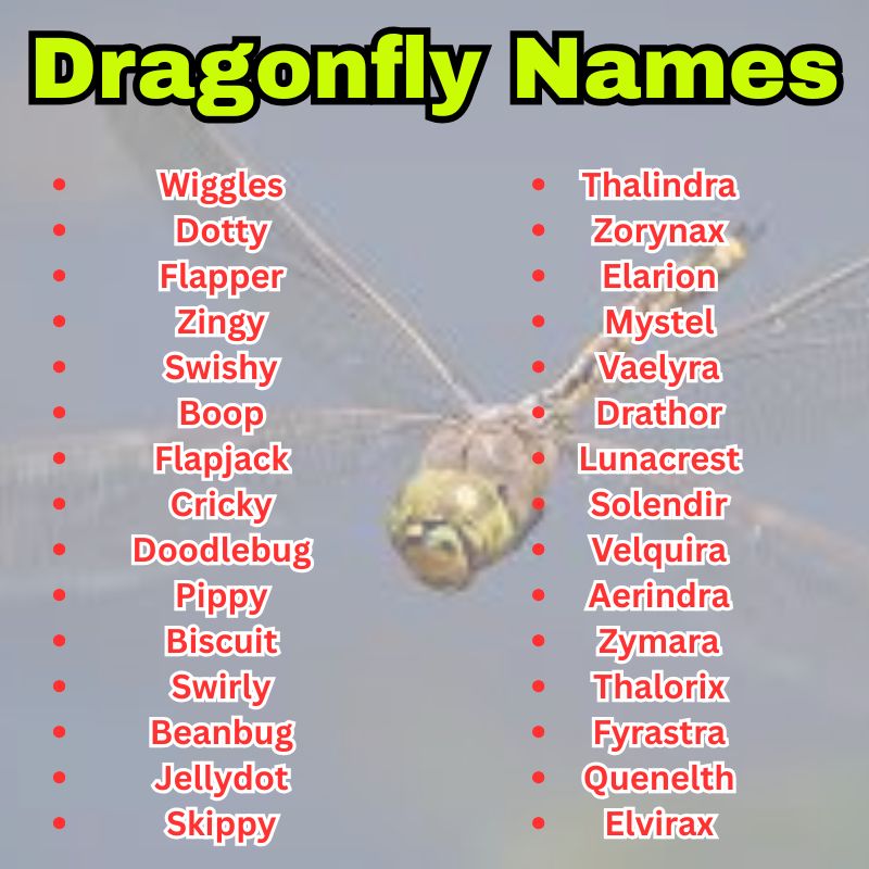 Dragonfly Names