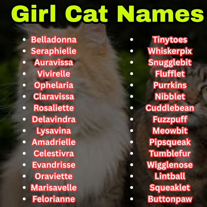 Fancy Girl Cat Names
