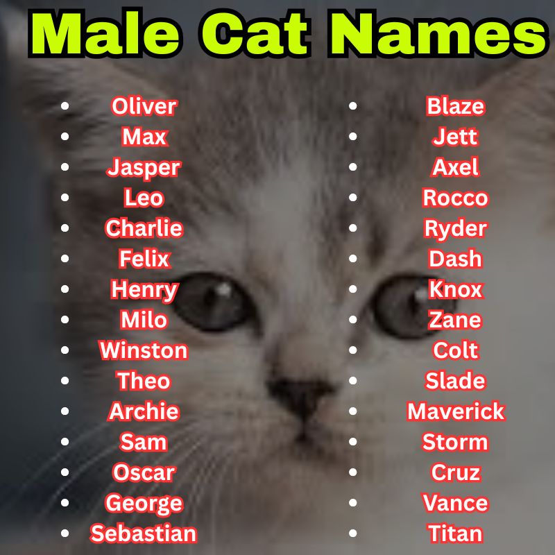 Best and cool Male Cat Names