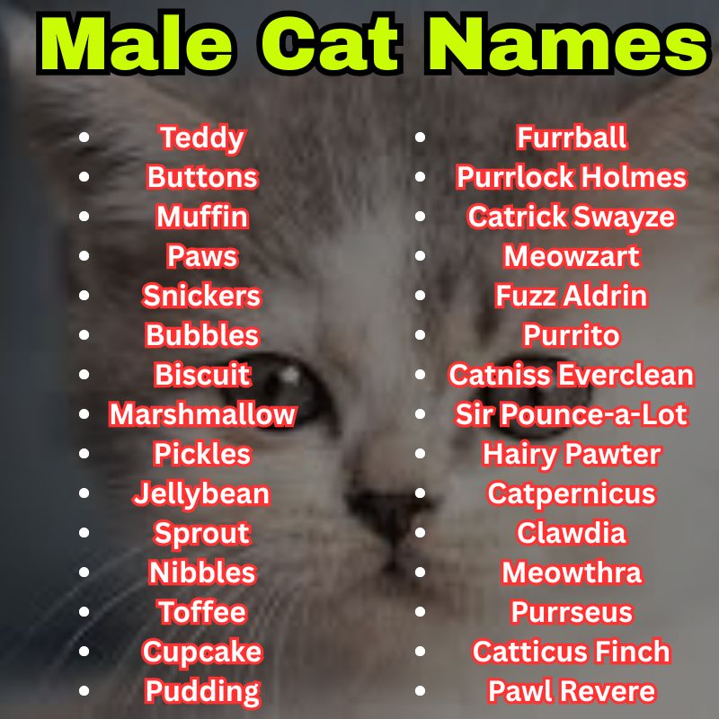 cute and funny male cat names
