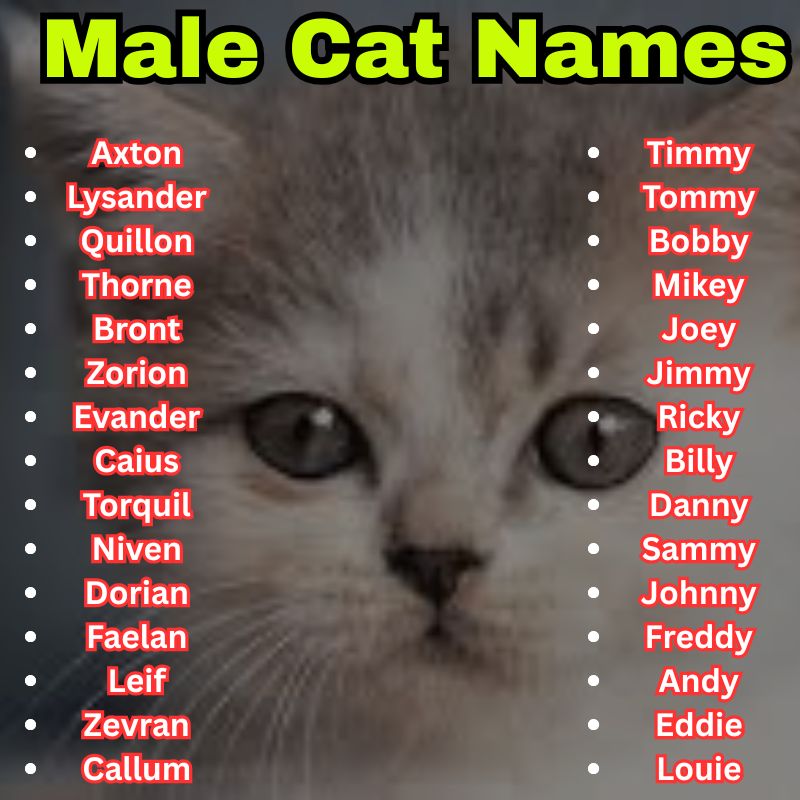 Unique and baby Male Cat Names