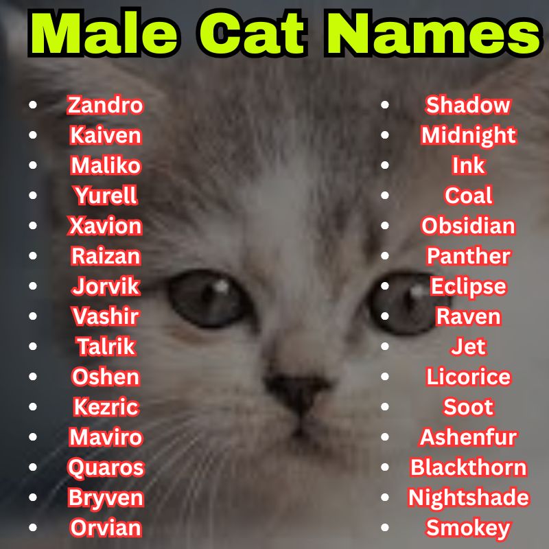 Black and exotic Cat Names Male