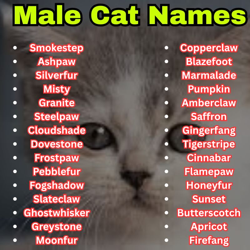 Orange and gray Male Cat Names
