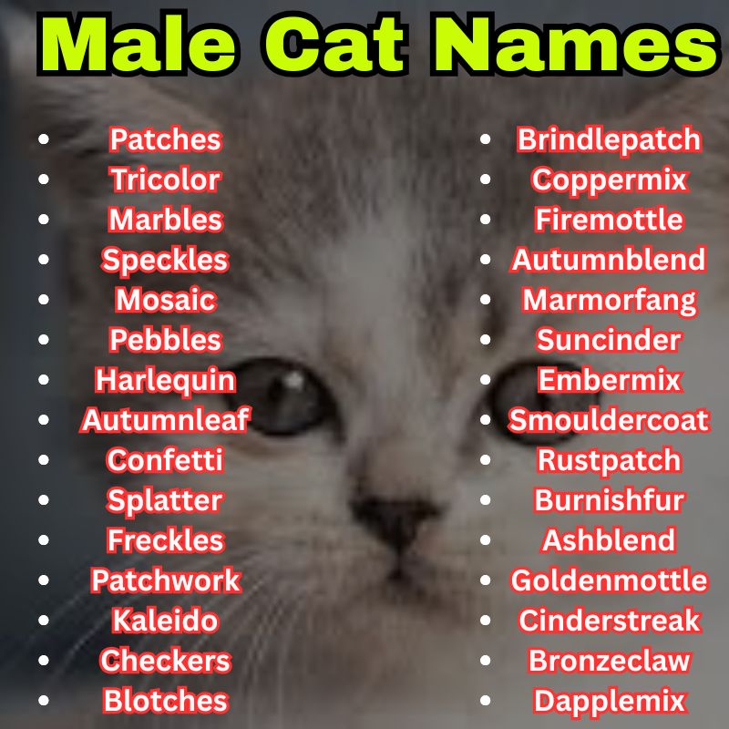 Tortoiseshell and colico Cat Names