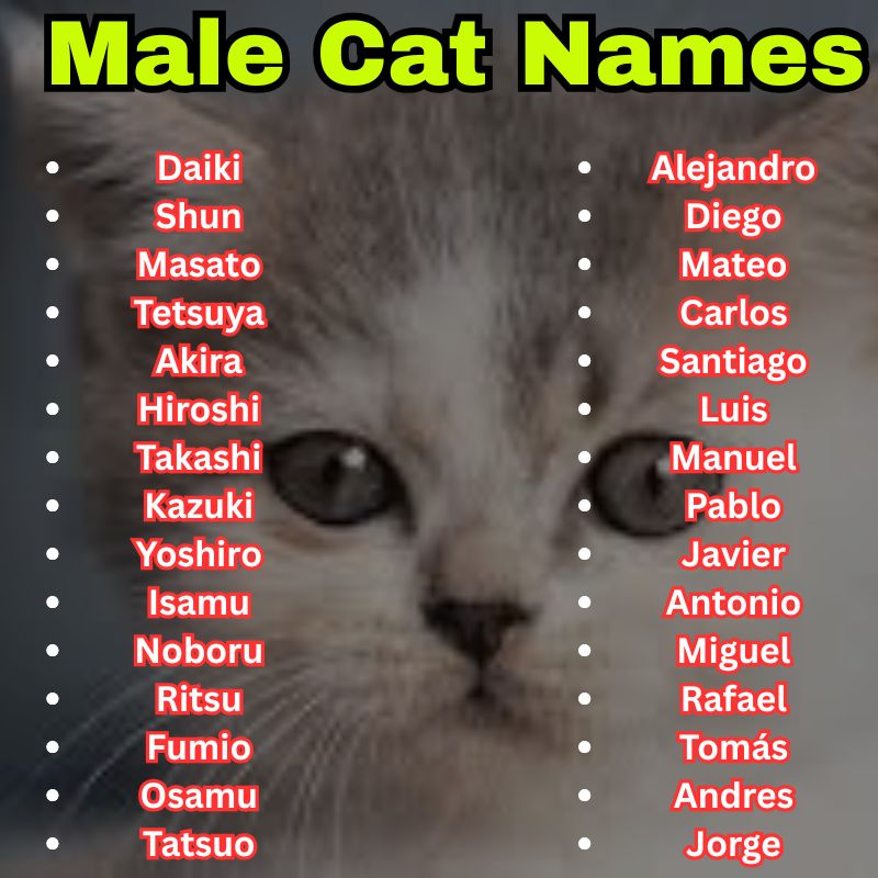 Japanese and Spanish Cat Names Male