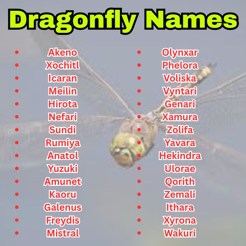 Dragonfly Names