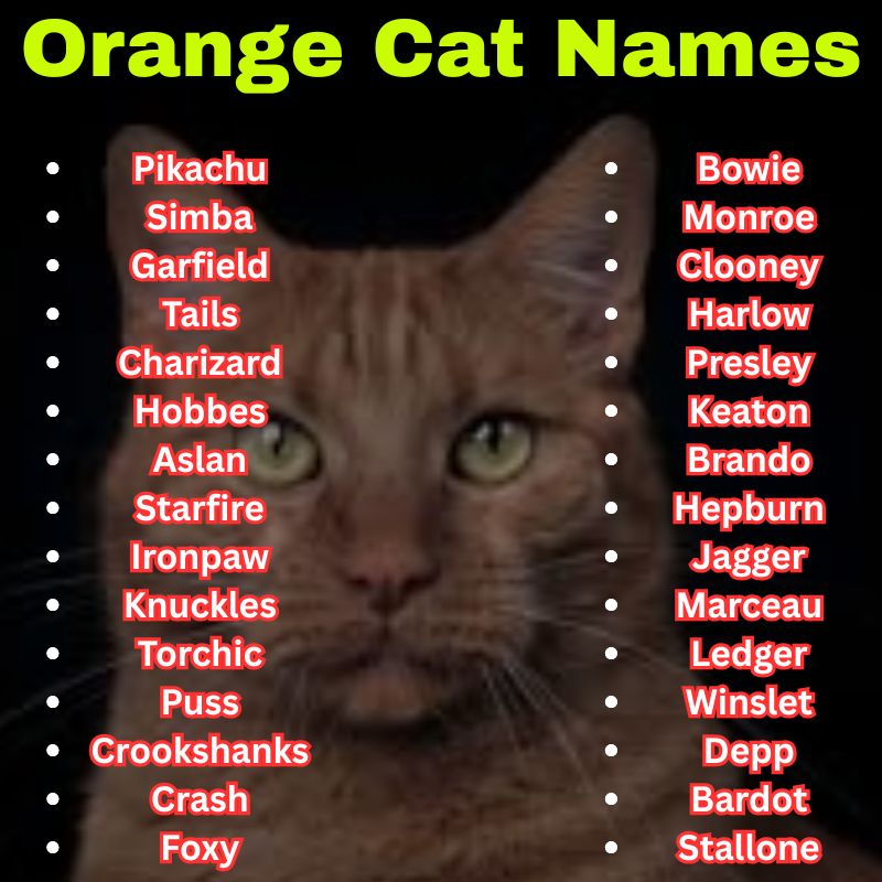 Celebrity-Inspired and Pop Culture  Orange Cat Names