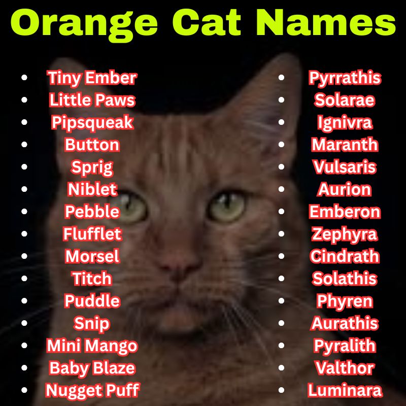  Mythical and Magical Orange Cat Names