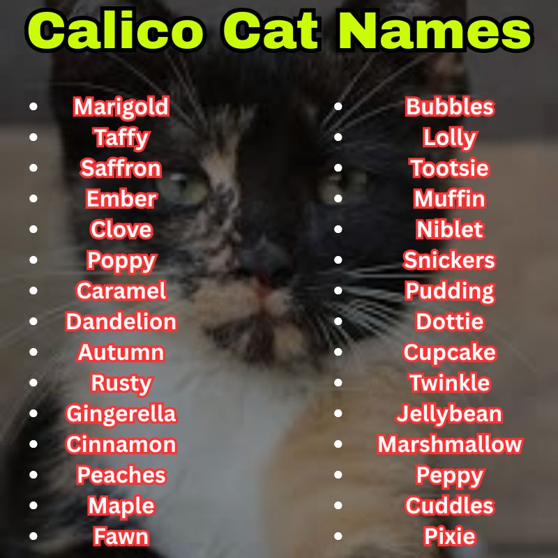 Best and Cute Calico Cat Names