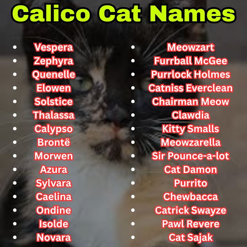 funny and Unique Calico Cat Names