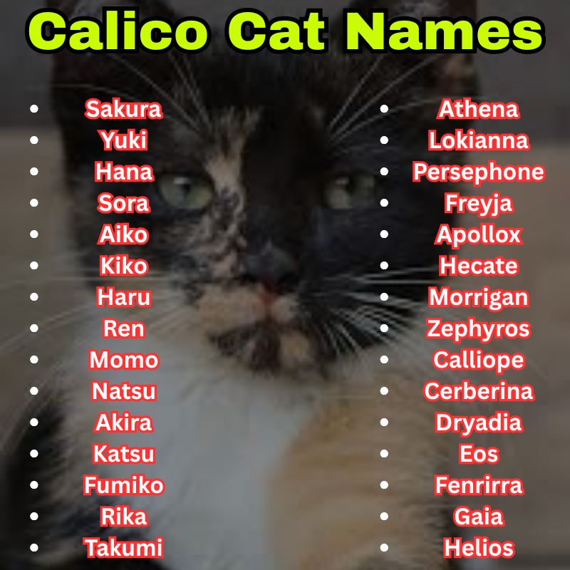japanese and Mythical Calico Cat Names