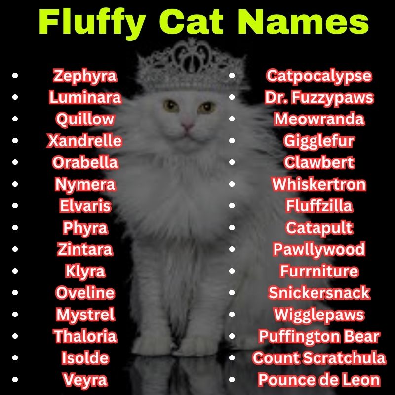 Funny and unique Fluffy Cat Names