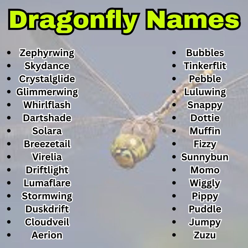 Dragonfly Names