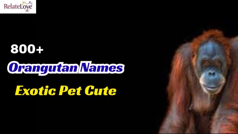 850+ Exotic Pet Cute Orangutan Names Perfectly Picked 850+ Exotic Pet Cute Orangutan Names Perfectly Picked