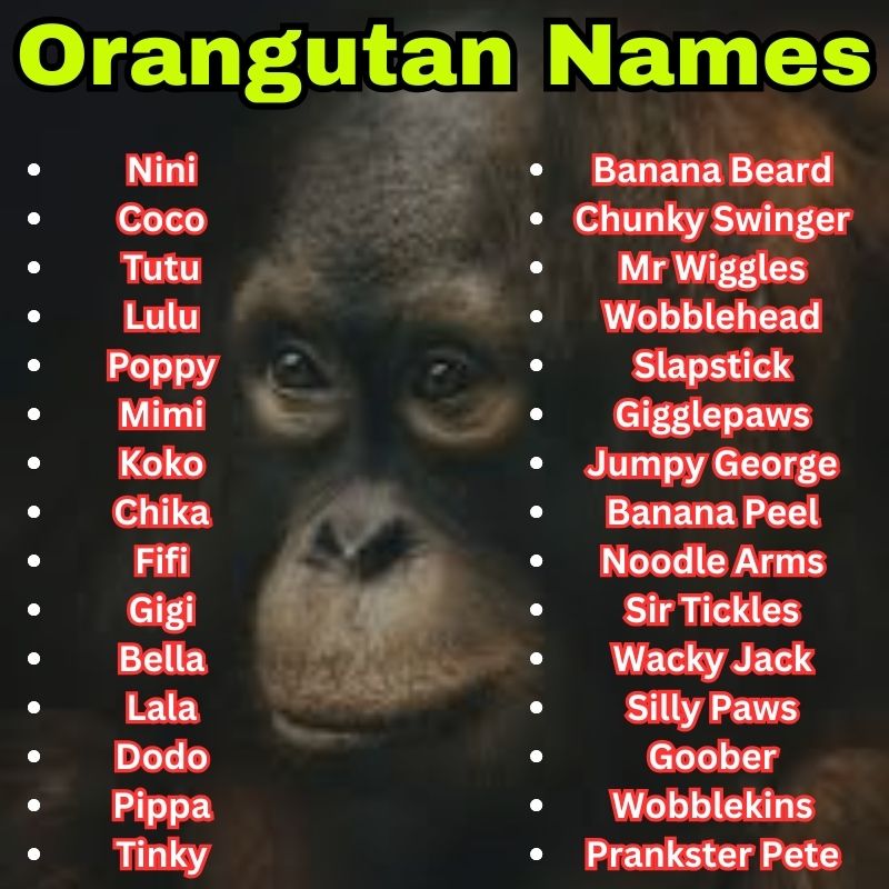 cute and Funny Orangutan Names