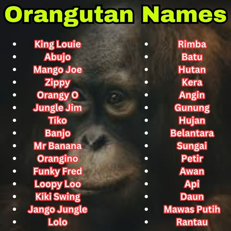 Cartoon and Wild Orangutan Names