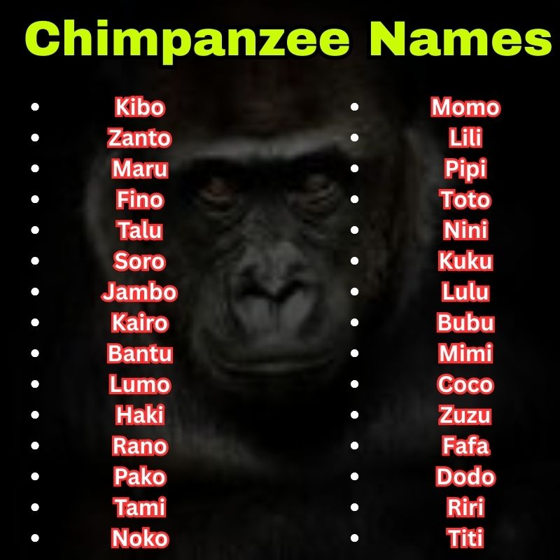 Best and Cute Chimpanzee Names
