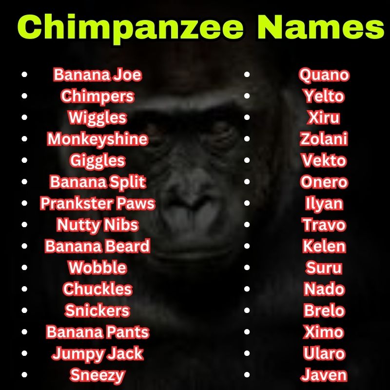 Unique and funny Chimpanzee Names