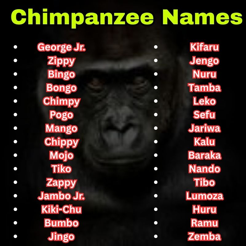 Cartoon and Wild Chimpanzee Names