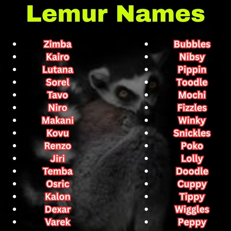 Best and Cute Lemur Names