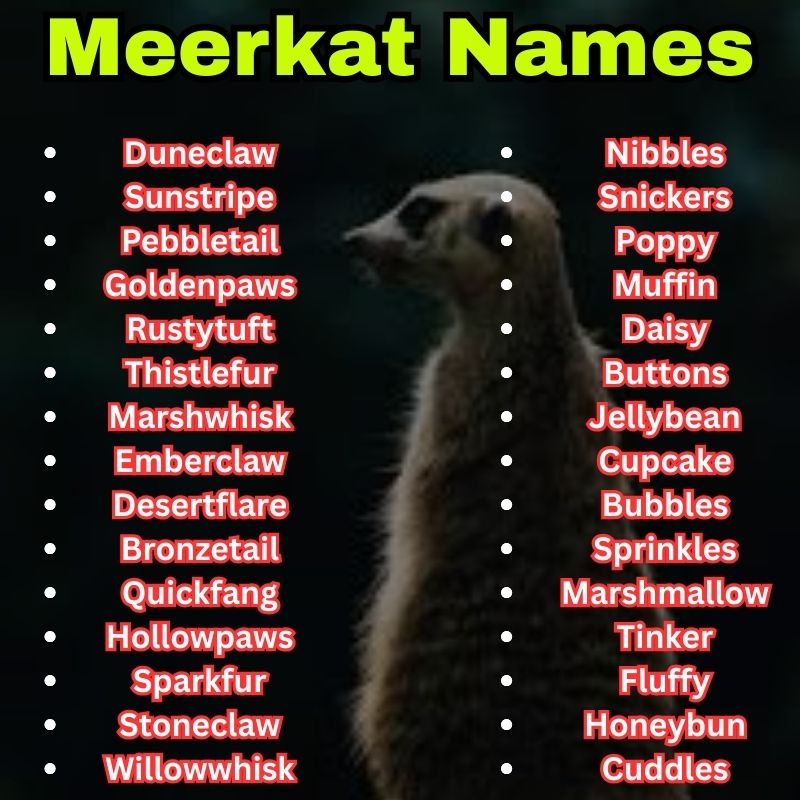 Best and Cute Meerkat Names