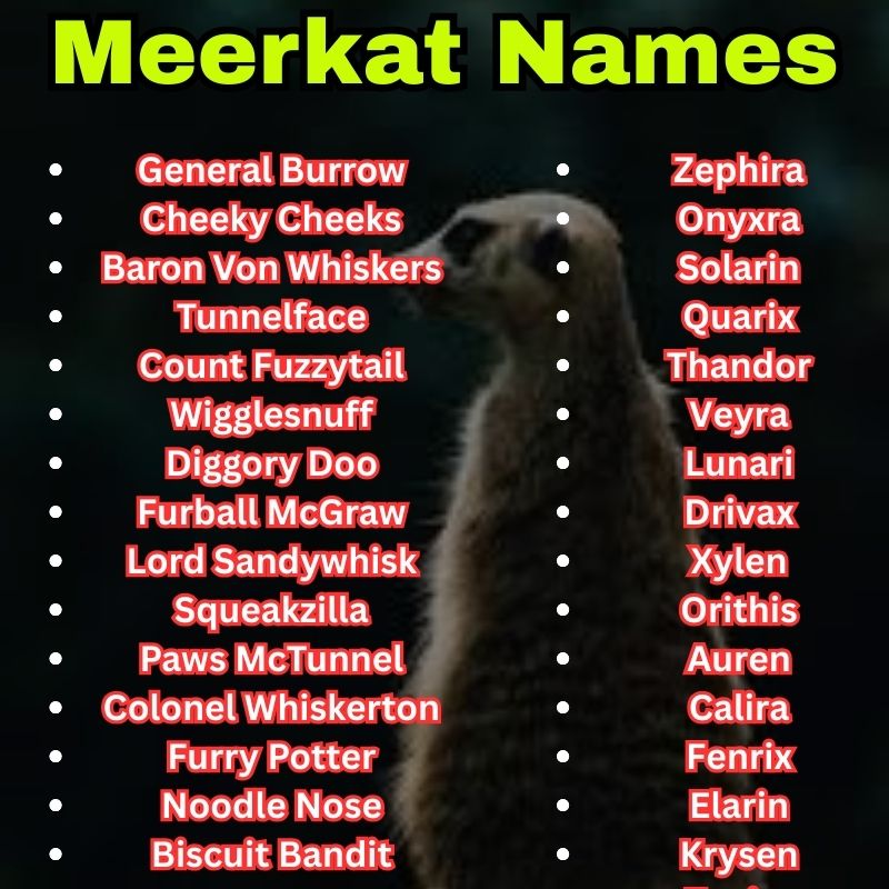 funny and Unique Meerkat Names