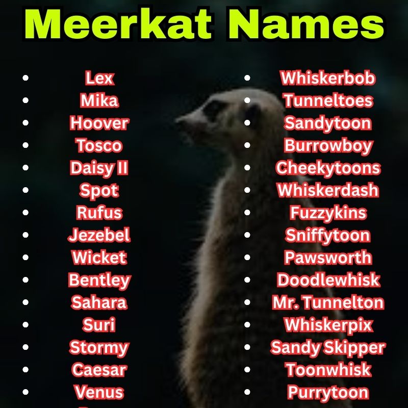 Cartoon and famous Meerkat Names
