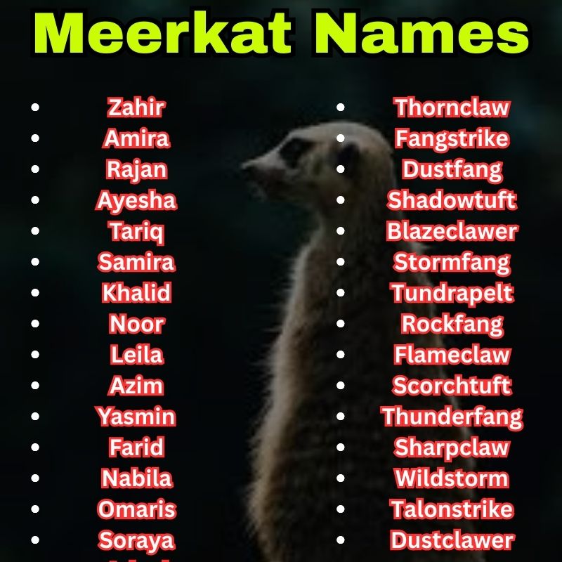 Exotic and wild Meerkat Names