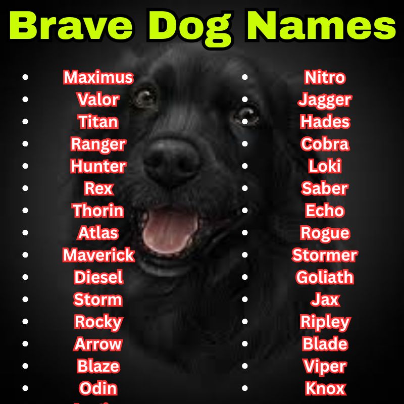 Best and Cool Brave Dog Names